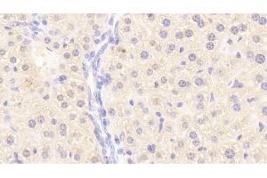 Detection of F10 in Mouse Liver Tissue using Polyclonal Antibody to Coagulation Factor X (F10) (Coagulation Factor X antibody  (AA 21-481))