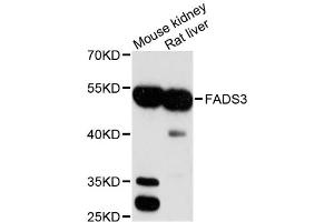 Western blot analysis of extracts of various cell lines, using FADS3 antibody (ABIN1872643) at 1:3000 dilution. (FADS3 antibody)