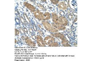Rabbit Anti-SLC1A5 Antibody  Paraffin Embedded Tissue: Human Kidney Cellular Data: Epithelial cells of renal tubule Antibody Concentration: 4.