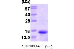 SDS-PAGE (SDS) image for Tachykinin 3 (TAC3) (AA 17-121) protein (His tag) (ABIN667125) (Tachykinin 3 Protein (TAC3) (AA 17-121) (His tag))