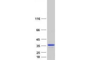 Validation with Western Blot (C16orf57 Protein (Myc-DYKDDDDK Tag))