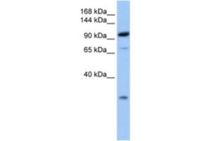 Western Blotting (WB) image for anti-Adaptor-Related Protein Complex 2, beta 1 Subunit (AP2B1) antibody (ABIN2463570) (AP2B1 antibody)