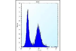 MEIG1 Antibody (Center) (ABIN656380 and ABIN2845675) flow cytometric analysis of K562 cells (right histogram) compared to a negative control cell (left histogram). (MEIG1 antibody  (AA 36-65))