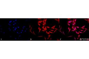 Immunocytochemistry/Immunofluorescence analysis using Rabbit Anti-Hsp70 Polyclonal Antibody . (HSP70 antibody  (APC))