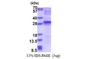 SDS-PAGE (SDS) image for Neurogenin 3 (NEUROG3) (AA 1-214) protein (His tag) (ABIN6387357) (Neurogenin 3 Protein (NEUROG3) (AA 1-214) (His tag))