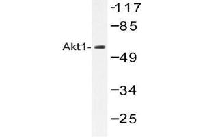 Western blot (WB) analysis of Akt1 antibody in extracts from HepG2 cells. (AKT1 antibody)