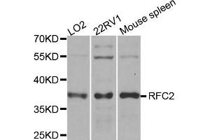 Western blot analysis of extracts of various cell lines, using RFC2 antibody. (RFC2 antibody)