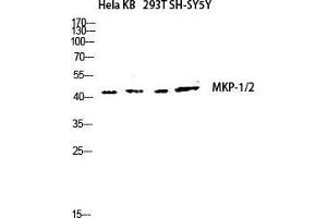Western Blot (WB) analysis of HeLa KB 293T SH-SY5Y lysis using MKP-1/2 antibody. (MKP-1/2 antibody  (Lys92))