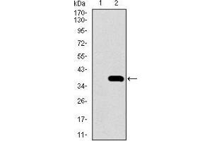Western blot analysis using NEUROD1 mAb against HEK293 (1) and NEUROD1 (AA: 26-91)-hIgGFc transfected HEK293 (2) cell lysate.