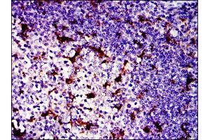 Immunohistochemistry (IHC) image for anti-BPI Fold Containing Family B, Member 1 (BPIFB1) antibody (ABIN1845781) (BPIFB1 antibody)