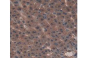 IHC-P analysis of Rat Tissue, with DAB staining. (Glucuronidase beta antibody  (AA 440-648))