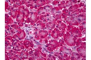 Anti-RTKN2 antibody IHC of human pancreas. (RTKN2 antibody  (AA 1-164))