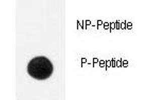 Dot blot analysis of phospho-TrkA antibody.