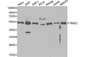 TRAF2 antibody  (AA 1-300)