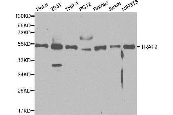 TRAF2 antibody  (AA 1-300)