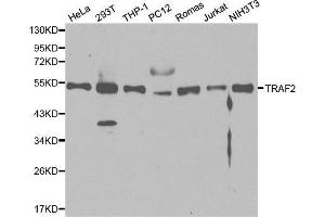 Western blot analysis of extracts of various cell lines, using TRAF2 antibody. (TRAF2 antibody  (AA 1-300))