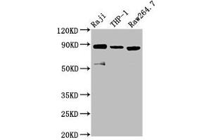 Western Blot Positive WB detected in: Raji whole cell lysate, THP-1 whole cell lysate, RAW264. (ADAM8 antibody  (AA 677-824))