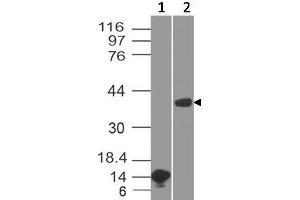 Image no. 1 for anti-Arginase, Liver (ARG1) (AA 11-230) antibody (ABIN5027039) (Liver Arginase antibody  (AA 11-230))