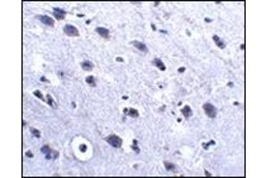 Immunohistochemistry of LRFN2 in mouse brain tissue with this product at 2. (LRFN2 antibody  (C-Term))