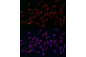 Immunofluorescence analysis of NIH/3T3 cells using MCU Rabbit pAb (ABIN7268549) at dilution of 1:200 (40x lens).