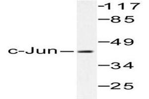 Image no. 1 for anti-Jun Proto-Oncogene (JUN) antibody (ABIN265355) (C-JUN antibody)