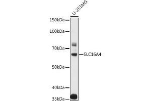 Western blot analysis of extracts of various cell lines, using SLC16 antibody (ABIN3023453, ABIN3023454, ABIN3023455, ABIN1682735 and ABIN6219989) at 1:1000 dilution. (SLC16A4 antibody  (AA 250-350))