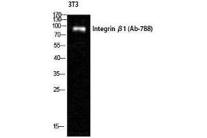 Western Blotting (WB) image for anti-Integrin beta 1 (ITGB1) (Ser621) antibody (ABIN3175674) (ITGB1 antibody  (Ser621))