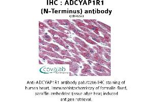 Image no. 1 for anti-Adenylate Cyclase Activating Polypeptide 1 (Pituitary) Receptor Type I (ADCYAP1R1) (Extracellular Domain), (N-Term) antibody (ABIN1731540) (ADCYAP1R1 antibody  (Extracellular Domain, N-Term))