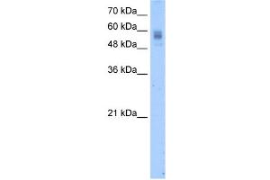 WB Suggested Anti-PROC Antibody Titration:  2. (PROC antibody  (N-Term))