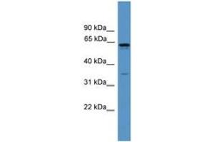 Image no. 1 for anti-Olfactory Receptor, Family 2, Subfamily C, Member 1 (OR2C1) (C-Term) antibody (ABIN6746650) (OR2C1 antibody  (C-Term))
