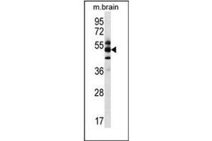 Western blot analysis of GPS1 / COPS / CSN1 Antibody (Center) in mouse brain tissue lysates (35ug/lane). (GPS1 antibody  (Middle Region))