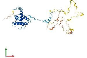 AlphaFold protein structure predicition of Human Recombinant CNN1 Protein, UniprotID P51911 (CNN1 Protein (AA 1-297) (His tag))