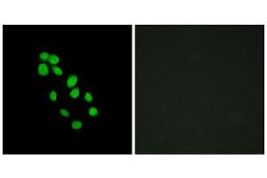 Immunofluorescence (IF) image for anti-Iroquois Homeobox Protein 2 (IRX2) (Internal Region) antibody (ABIN1849950) (IRX2 antibody  (Internal Region))