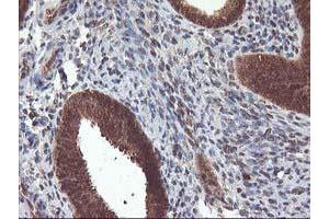 Image no. 1 for anti-Leucine Carboxyl Methyltransferase 1 (LCMT1) antibody (ABIN1499109) (LCMT1 antibody)