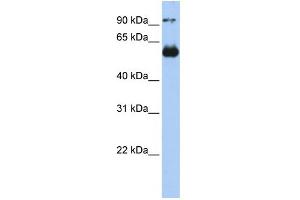 WB Suggested Anti-ETS2 Antibody Titration:  0. (ETS2 antibody  (N-Term))
