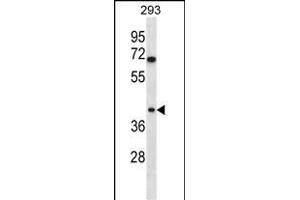 TOR1B Antibody (C-term) (ABIN656958 and ABIN2846143) western blot analysis in 293 cell line lysates (35 μg/lane). (TOR1B antibody  (C-Term))