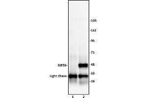 SIRT6 antibody (pAb) tested by Immunoprecipitation. (SIRT6 antibody  (C-Term))