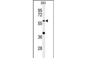 Western blot analysis of CDC45L Antibody (Center) (ABIN653837 and ABIN2843101) in 293 cell line lysates (35 μg/lane). (CDC45 antibody  (AA 236-263))
