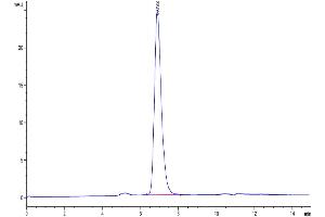 The purity of Biotinylated Human/Cynomolgus/Rhesus macaque ROR1 is greater than 95 % as determined by SEC-HPLC. (ROR1 Protein (AA 30-403) (His-Avi Tag,Biotin))