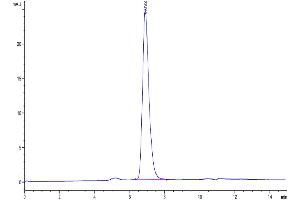 The purity of Biotinylated Human/Cynomolgus/Rhesus macaque ROR1 is greater than 95 % as determined by SEC-HPLC. (ROR1 Protein (His-Avi Tag,Biotin))