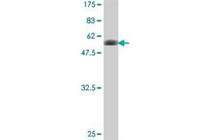 Western Blot detection against Immunogen (54. (FYCO1 antibody  (AA 1-255))