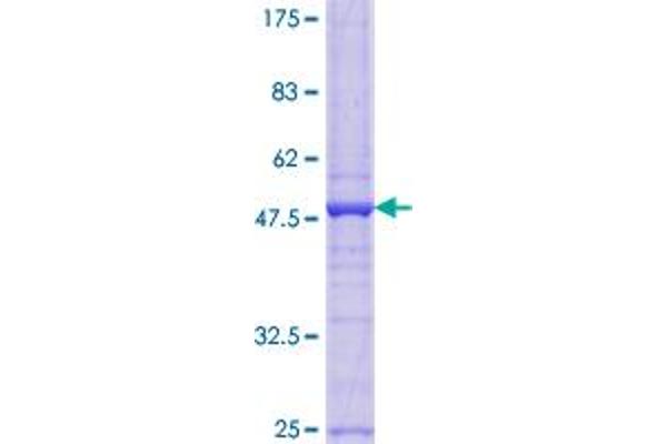 Glycoprotein Xg Protein (Xg) (AA 1-181) (GST tag)