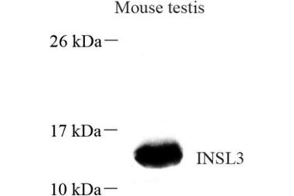 INSL3 antibody