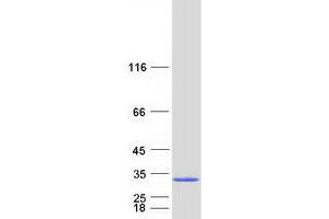 Western Blotting (WB) image for NADH Dehydrogenase (Ubiquinone) Flavoprotein 2, 24kDa (NDUFV2) protein (Myc-DYKDDDDK Tag) (ABIN2727045)
