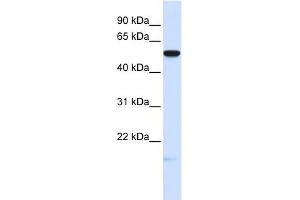MFRP antibody used at 1 ug/ml to detect target protein. (MFRP antibody  (Middle Region))