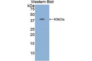 Detection of Recombinant CRN, Human using Polyclonal Antibody to Corin (CRN) (Corin antibody  (AA 70-136))