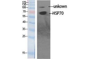 Western Blot (WB) analysis of specific cells using HSP70 Polyclonal Antibody. (HSP70 antibody  (Internal Region))