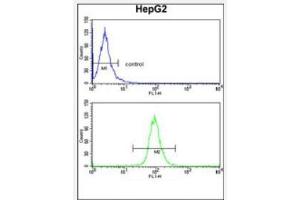 Flow Cytometry analysis of HepG2 cells using TNFAIP2 Antibody (Center) Cat. (TNFAIP2 antibody  (Middle Region))