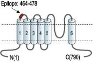 Representative domain view of the target of ABIN7043848.