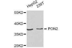 Western blot analysis of extracts of various cell lines, using PON2 antibody. (PON2 antibody  (AA 1-210))